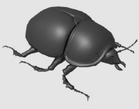 甲壳虫,甲虫maya模型(带爬行动作)