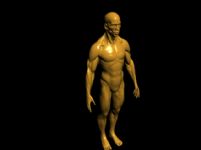人体肌肉3d模型