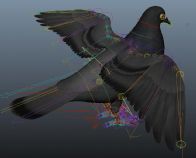 高精度鸽子maya模型(带贴图,带绑定)