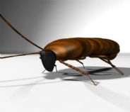 蟑螂maya模型