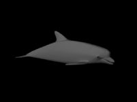 海豚maya模型