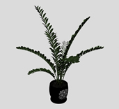 金钱树植物盆栽3D模型
