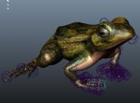 高质量青蛙maya模型(有贴图)