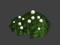低矮植物3D模型