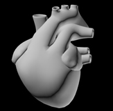 人体心脏3D模型