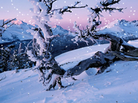 雪景,雪花特效3D模型(背景为图片,只有特效)
