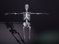 骷髅,骨架3D模型