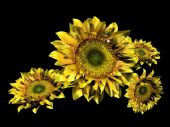 向日葵,太阳花maya模型