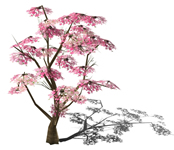 桃树,桃花3D模型