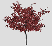 红枫树,树木3D模型