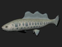 弓鳍鱼3D模型