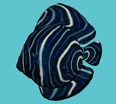 黑身燕鱼3D模型