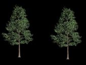 银杏树,树木植物3D模型