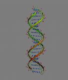 医用DNA 3D模型