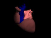 心脏3D模型