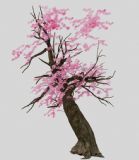 樱花树,桃树3D模型