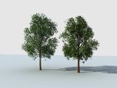 两棵树,行道树3D模型