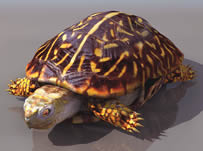 乌龟,海龟3D模型(有材质贴图)