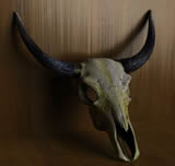 牛头骨3D模型