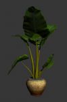 魔芋,植物盆栽3D模型