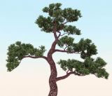 植物,日本松树3D模型