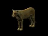 狮子,3D游戏模型