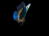 蝴蝶,蓝色蝴蝶3D模型