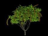 枣树,树木3d模型