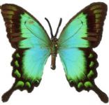 蝴蝶,昆虫max3d模型
