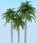 海边棕榈树3D模型
