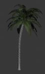 椰子树,树,植物max模型