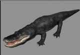 鳄鱼动物3d模型