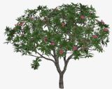 罕见的红鸡蛋花树,植物3D模型