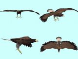 老鹰,飞鹰,苍鹰3D模型(贴图全)