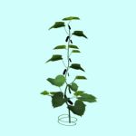 黄瓜,黄瓜藤蔓植物3D模型