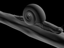 蜗牛爬行动画,昆虫max模型