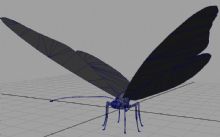 蝴蝶,昆虫maya模型