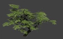 松树,植物,游戏场景max模型