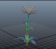 花,植物,花草,maya模型