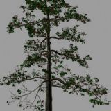 木棉树,树木,植物max模型