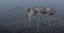 蚂蚁,昆虫,动物maya模型