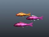 鲤鱼,鱼maya模型