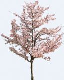 甜樱桃树,樱花树3D模型