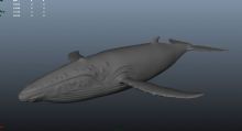 座头鲸3D模型