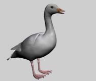 goose 鹅的3D模型