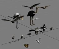 鸟模型集合