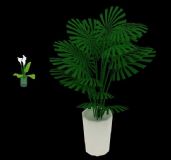 棕榈和马蹄莲 植物3D模型