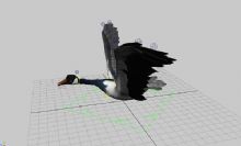 写实大雁飞行maya模型,带绑定,飞行动画