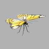 昆虫-蝴蝶