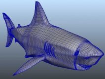 鲨鱼maya模型